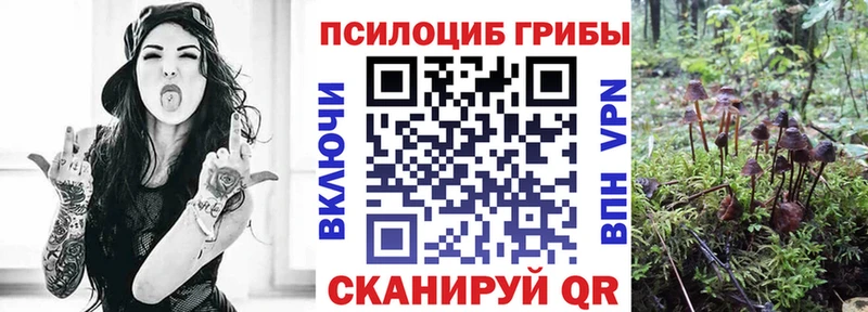 блэк спрут   Петровск  Псилоцибиновые грибы Psilocybine cubensis 